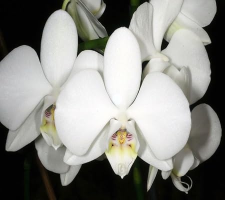 phalaenopsis orchids flower seeds