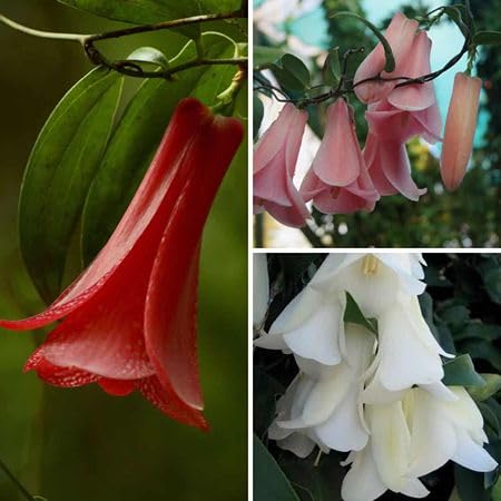 mixed lapageria flower seeds