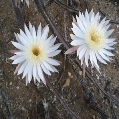 White Peniocereus Flower Seeds