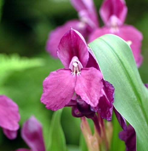 Purple Roscoea Humeana Flower Seeds
