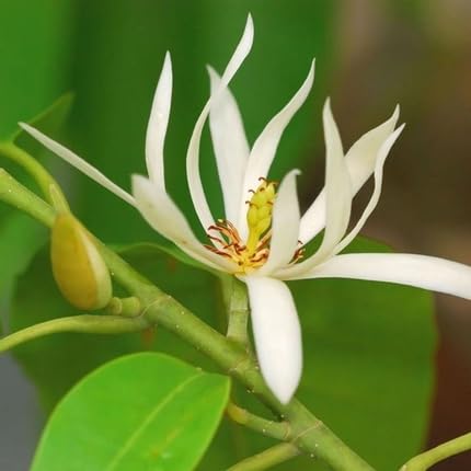 Michelia Alba Flower Seeds