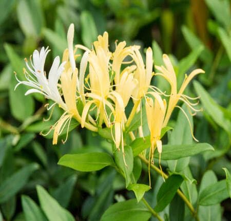White Yellow Lonicera Flower Seeds