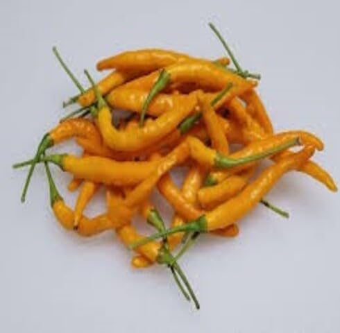 Yellow Chilli vegetable seeds - Heirloom, Organic, Non Gmo Garden Seeds for kitchen garden planting