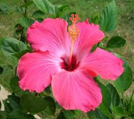 Hibiscus Flower Seeds