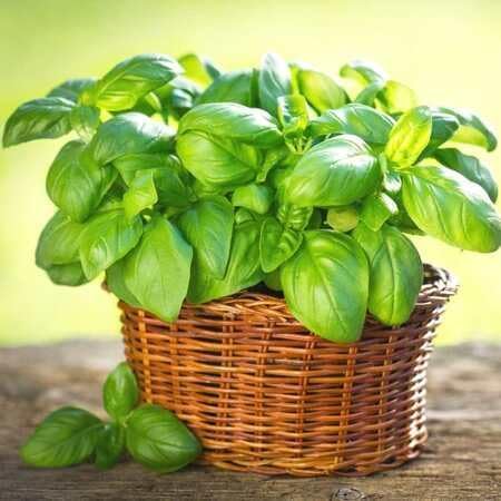 Basil Plant Seeds herb seeds - heirloom, natural growing garden seeds