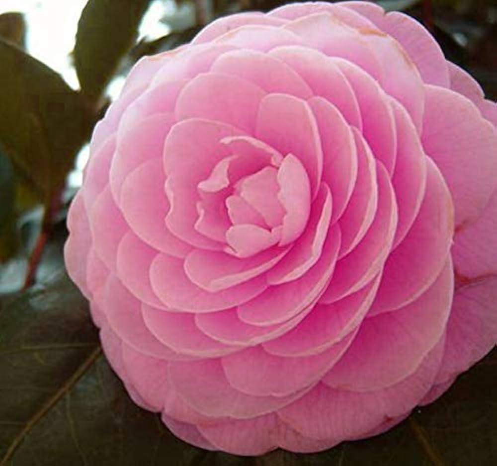 Camellia Bonsai Bag Rare Flower With A Free Gift Home Garden Flower Seeds
