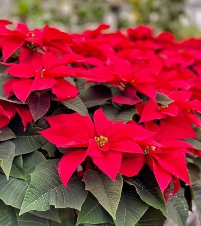 Red Dark Poinsettia Flower Seeds