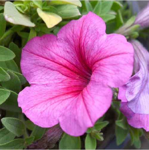 Pink Petunia Flower Seeds