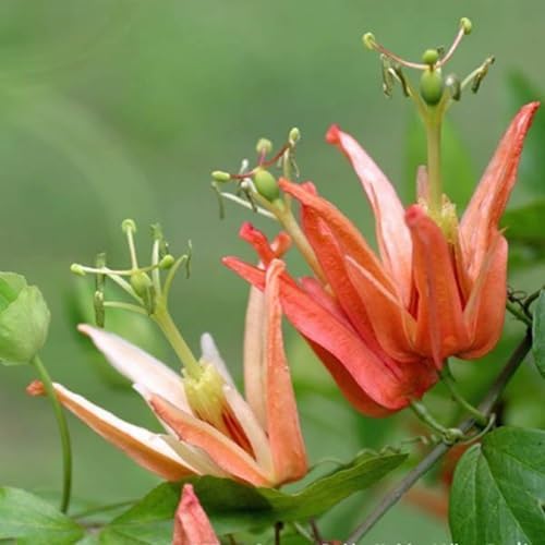 Passiflora aurantia Flower Seeds