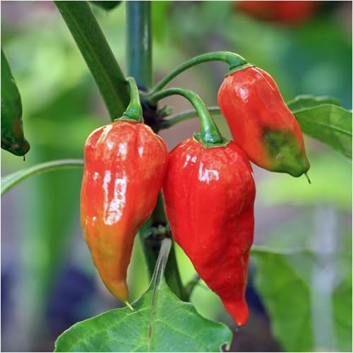 Pepper Vegetable Seeds Heirloom, Non-GMO for Home Garden Planting