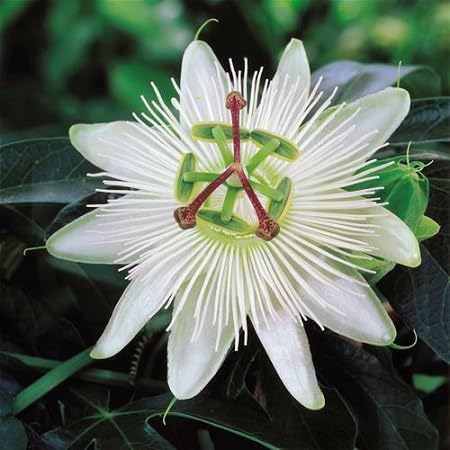 Passion Flower Seeds