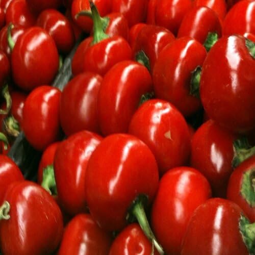 red Pimento Pepper vegetable seeds vegetable seeds for Home Gardening, Natural Home Farming Choice for kitchen garden planting