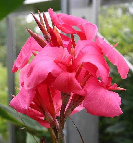 Pink Canna Lily Flower Seeds