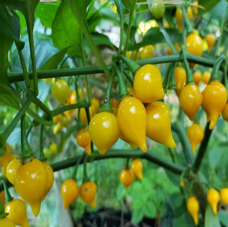 Yellow Biquinho Pepper vegetable seeds - Heirloom, Organic, Non Gmo Garden Seeds for kitchen garden planting