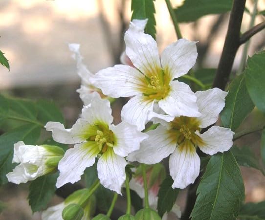 Yellow Primrose Flower Seeds