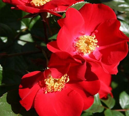 Red Rugosa Rose Flower Seeds