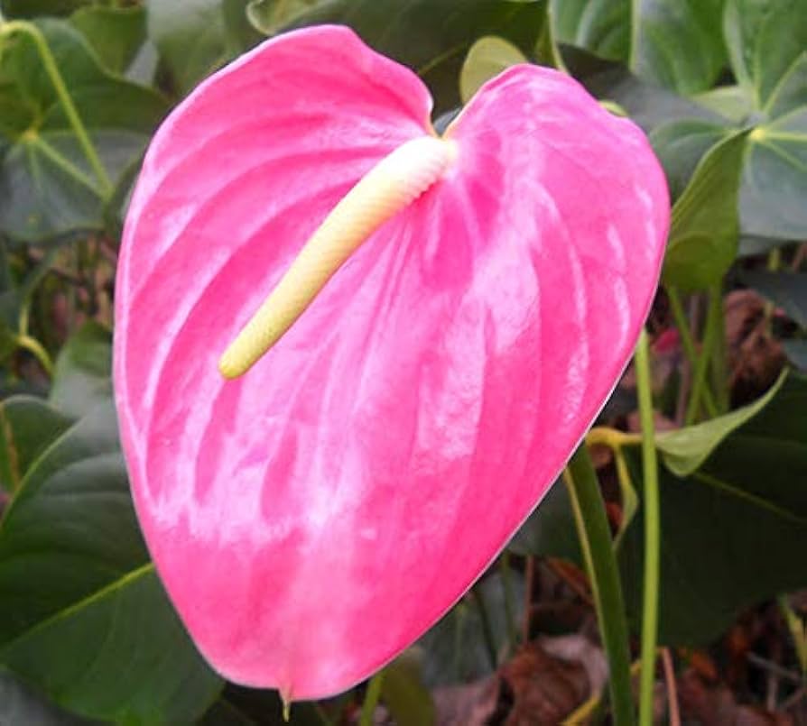 Pink Anthurium Flower Seeds | Heirloom Non-GMO Seeds