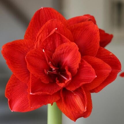 Red hippeastrum Flower Seeds