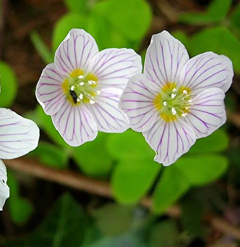 Acetosella Flower Seeds