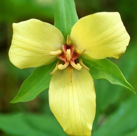 Yellow Trillium Flower Seeds