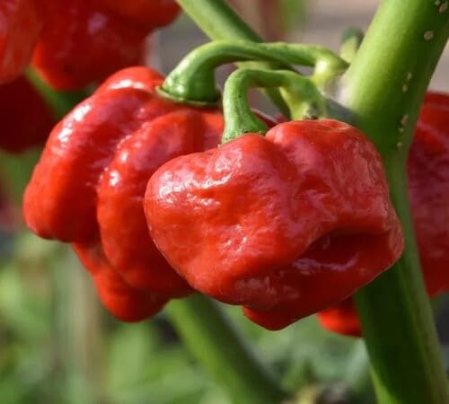 Red Moruga vegetable seeds - Heirloom, Organic, Non Gmo Garden Seeds for kitchen garden planting