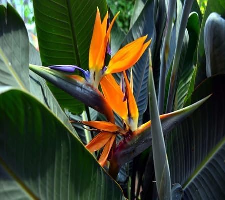 Strelitzia Reginae Flower Seeds