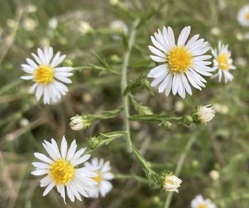 white camomile flower seeds