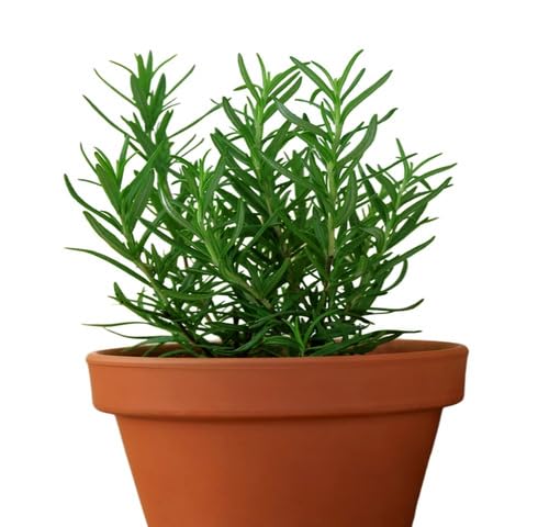 Green Rosemary Plant Seeds