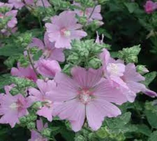 Pink Lavatera Flower Seeds