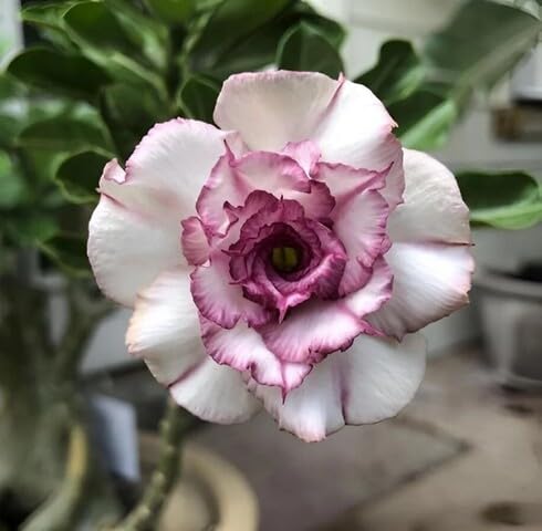 White Purple Carnation Flower Seeds