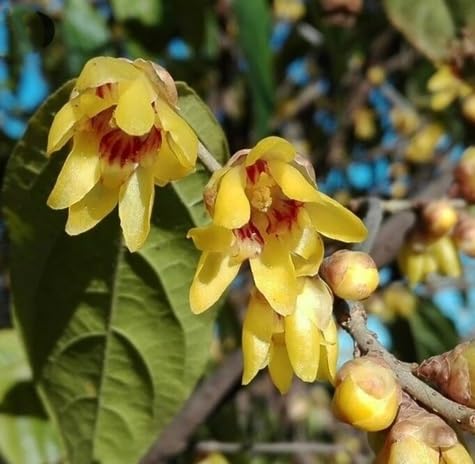 Chimonanthus Flower Seeds