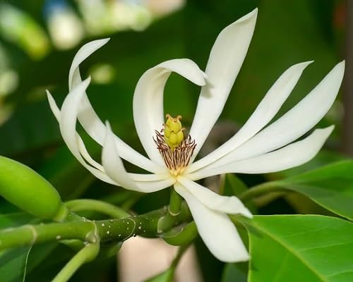 White Michelia Alba Flower Seeds