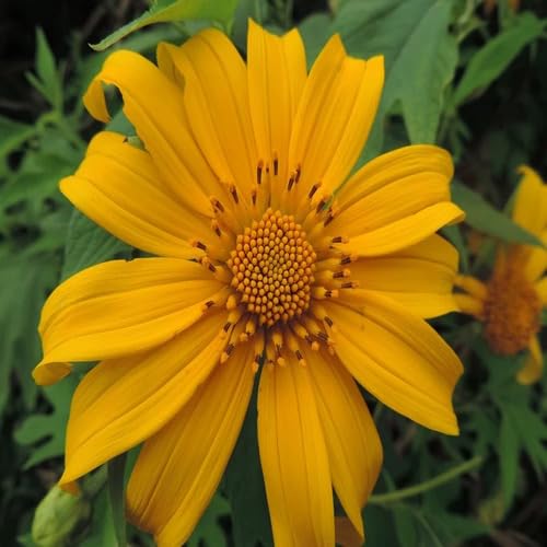 Tithonia diversifolia Flower Seeds