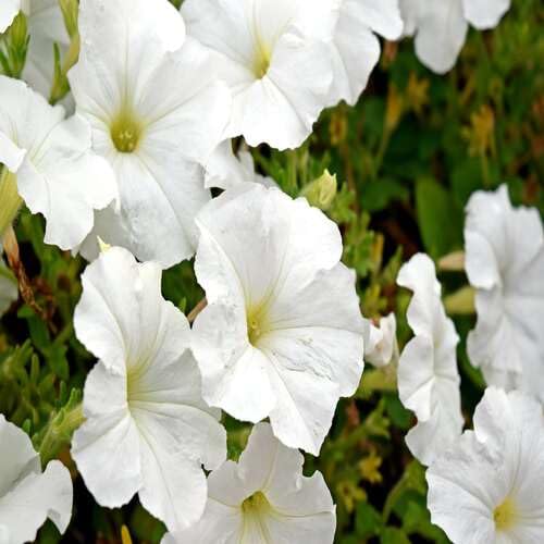 White Petunia Flower Seeds