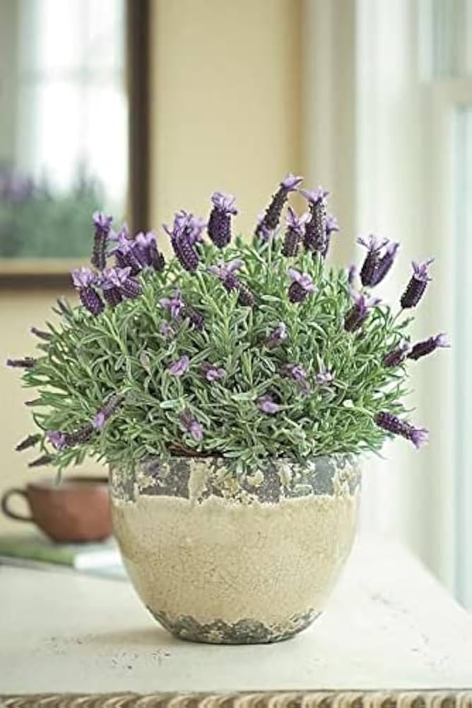 Lavender Flower Of Multi Color