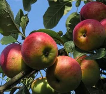 pink and yellow apple fruit for planting rare color varieties stunning apples Fruit seeds