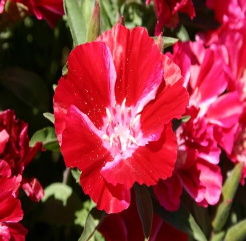 Red Clarkia Flower Seeds