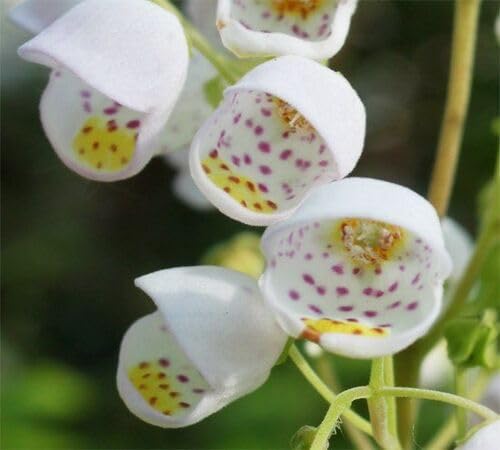White Jovellana Flower Seeds