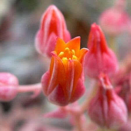 Dudleya Flower Seeds