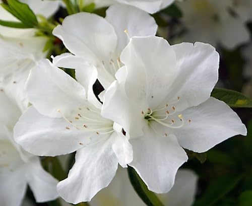 White Azalea Flower Seeds
