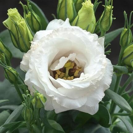 White Lisianthus Flower Seeds
