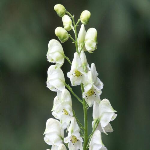 Aconitum Spicatum Flower Seeds for Seeds