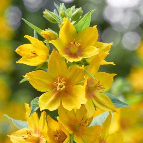 Yellow Lysimachia Flower Seeds
