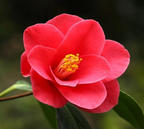 Red Camellias Flower Seeds