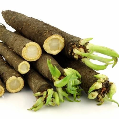 Black Salsify vegetable seeds for Home Gardening, Organic Raised Bed Garden Favorite for kitchen garden planting