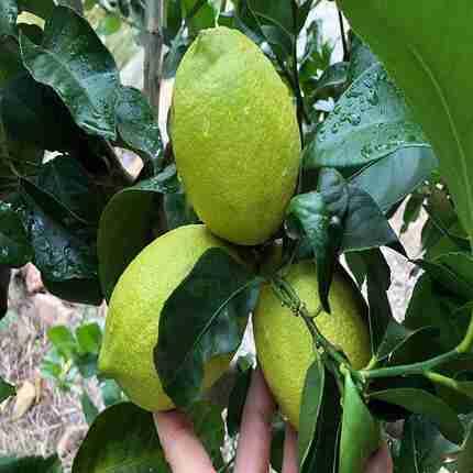 Green Eureka Lemon fruit seeds for organic garden planting