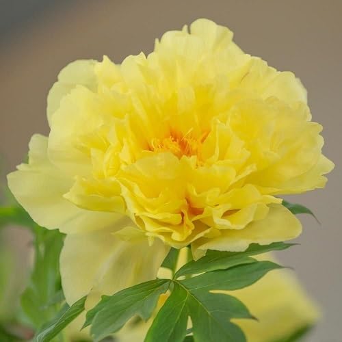 Yellow Adonis Flower Seeds
