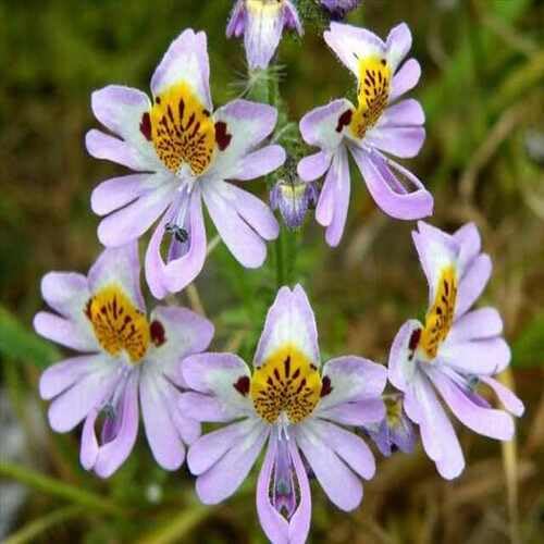 Violet Schizanthus Flower Seeds
