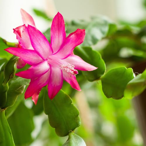 Pink Schlumbergera Flower Seeds