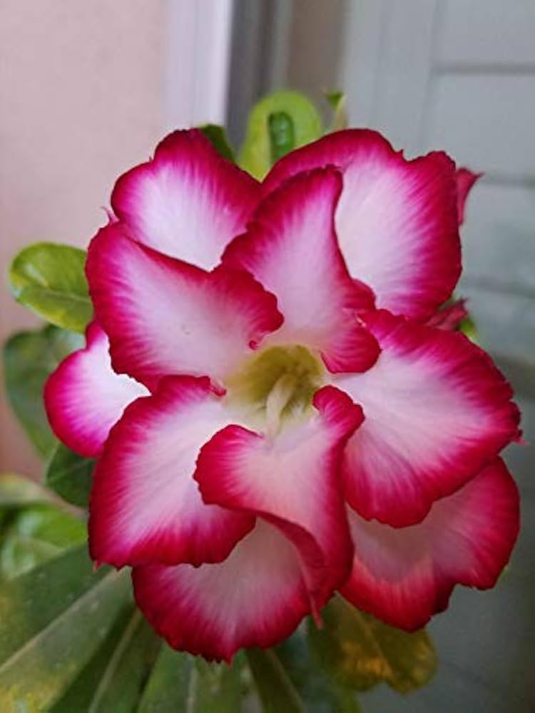 adenium obsum soft pink flower elegant seeds